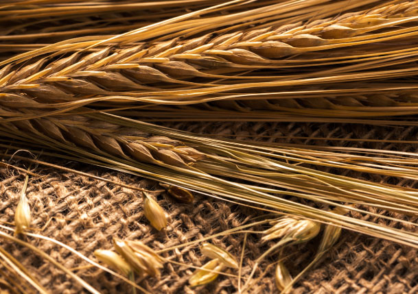 Al Nafea Feed Company Al Nafea Feed Company